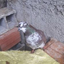 کبوتر تکپر پرشی