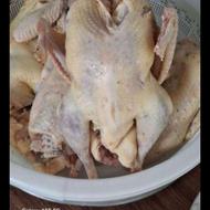 مرغ دونه ای200(یک کیلو ونیم وزن)