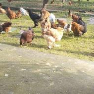 جوجه 2/5 ماهه محلی