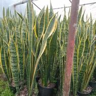 سانسوریا ابلغ پر