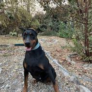 واگذاری سگ ماده دوبرمن اروپایی