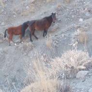 اسب مادیون کرد