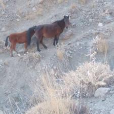 اسب مادیون کرد