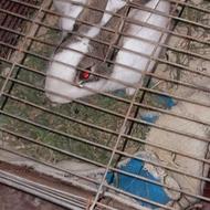 خرگوش نر جوان