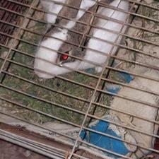 خرگوش نر جوان