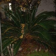 گل سیکاس 9ساله سالم قیمت5میلیون