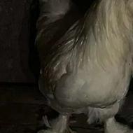 معاوضه با مرغ به دلیل زیاد بودن خروس