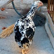 مرغ لاری ابرش اصیل افغان