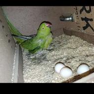 طوطی ملنگوو