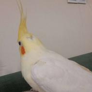 توتی عروس هلندی