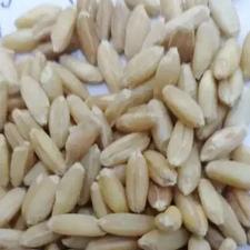 گندم دیم بوجاری