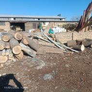 خرید چوب درخت