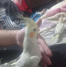 عروس هلندی مرواریدی آهویی روشن جفت جوجه