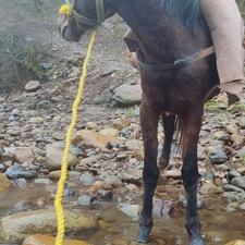 فروش اسب 4سال