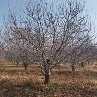 هرس کاری باغات و غیره