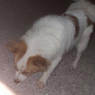 سگ پاکوتاه اشپیز نر یک ساله