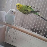 جفت مرغ عشق