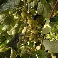 حرص کیوی و پیوند با بالا ترین کیفیت