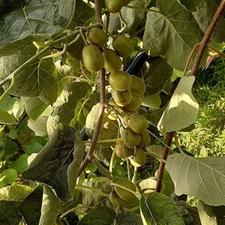 حرص کیوی و پیوند با بالا ترین کیفیت