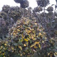 گل الیگنوس چندسر