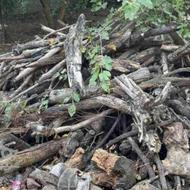 خرید وبرش درخت