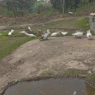 فروش کبوتر.