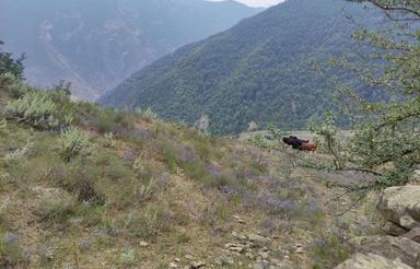 زمین ییلاقی در کارمزد