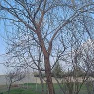 دوتا درخت برای فروش