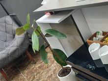 تجاری و مغازه 25 متر در شمس آباد در شیپور