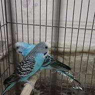 مرغ عشق نر و ماده