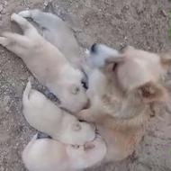 فیندو سرابی