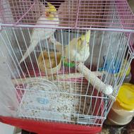 عروس هلندی مولد لوتینو ویه جوجه گلباقالی