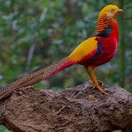 ماده تک قرقاول بلژیکی