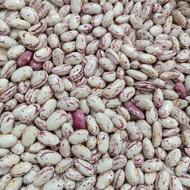 بذرلوبیاچیتی پاکوتاه امریکایی