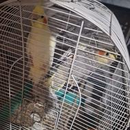 عروس هلندی 10ماه