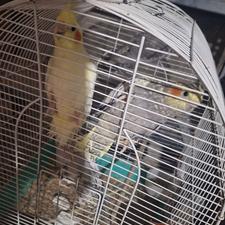 عروس هلندی 10ماه