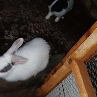 خرگوش نر و ماده