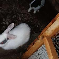 خرگوش نر و ماده