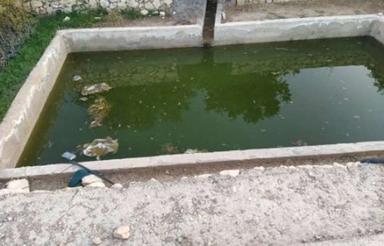 فروش 4300 متر باغ ویلا ، گلخانه