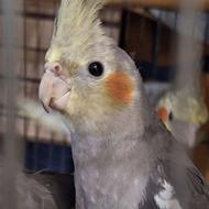 عروس هلندی سخنگو