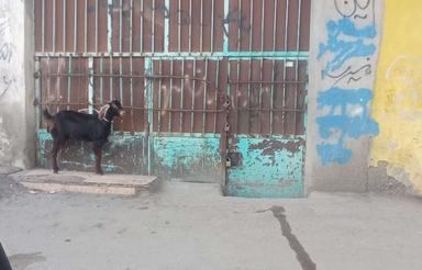 مغازه 60متری داخل شهر ایرانشهر