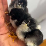 حوجه گلین فول فول کیفیت