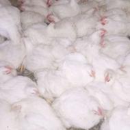 استخدام کارگر ماهر مرغداری تماس