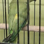 طوطی ملنگو ماده