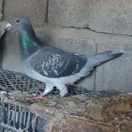 کبوتر دوبر پلاکی
