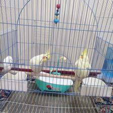 عروس هلندی با لوازم