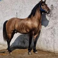 کسی اسب داره جا نداره من جا دارم براش نگهداری میکنم خودم کار