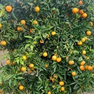 پرتقال سر درختی خریدارم