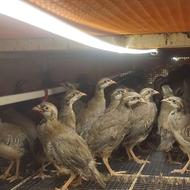 کبک پرورشی 2.5 ماهه