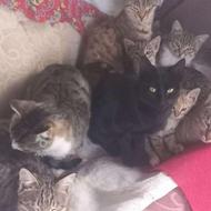 گربه تربیت شده ,واگذاری